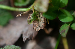 Pseudopeziza trifolii