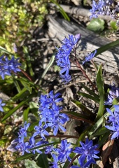 Scilla vindobonensis