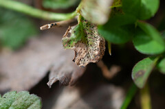 Pseudopeziza trifolii