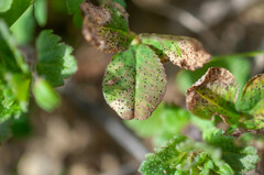 Pseudopeziza trifolii