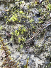 Pleuridium acuminatum