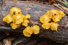 Tricholomopsis aurea