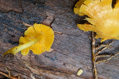 Tricholomopsis aurea
