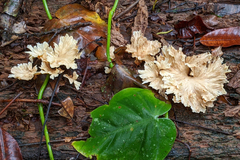 Cotylidia aurantiaca