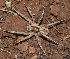 Lycosa hispanica