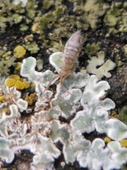 Entomobrya nivalis