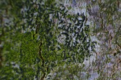 Opegrapha