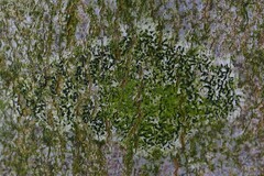 Opegrapha
