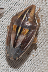 Aelia rostrata