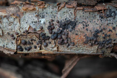 Hypoxylon fragiforme