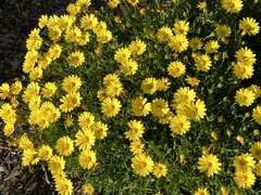 Glebionis coronaria