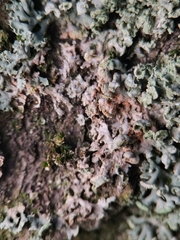 Erythricium aurantiacum