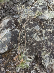 Potentilla hippiana