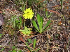 Pinguicula lutea