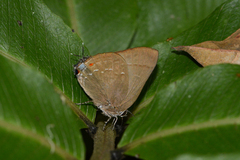 Allosmaitia strophius