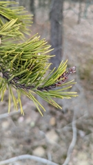 Pinus virginiana