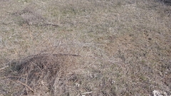 Asparagus verticillatus