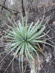 Hechtia glomerata