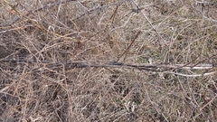 Asparagus verticillatus