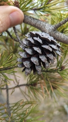 Pinus virginiana