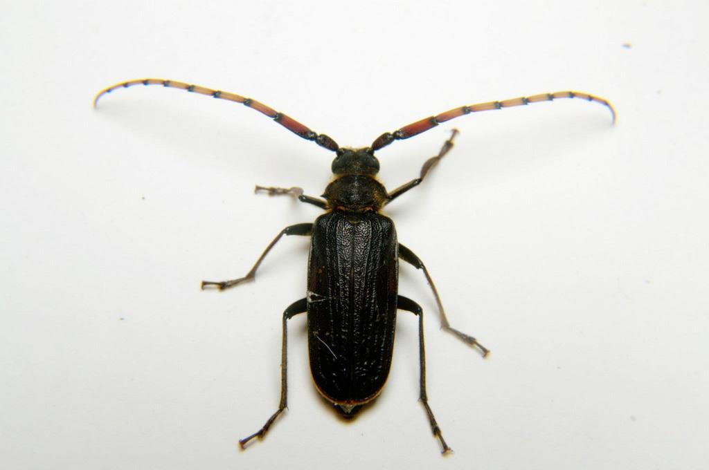 Anacolini