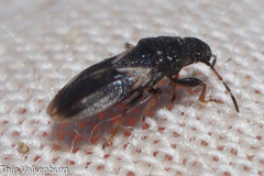 Microplax plagiata