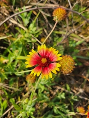 Gaillardia aestivalis