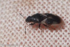 Microplax plagiata
