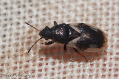 Microplax plagiata