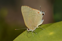 Allosmaitia strophius