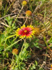 Gaillardia aestivalis