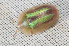 Cassida vittata