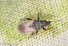 Oxycarenus hyalinipennis