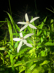 Hippobroma longiflora