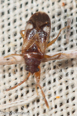 Tempyra biguttula