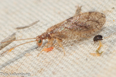 Micromus angulatus