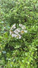 Viburnum obovatum
