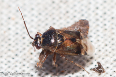 Deraeocoris