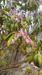 Pieris japonica