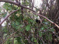 Bombus terrestris audax
