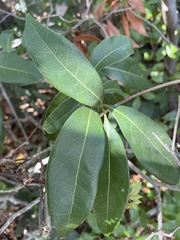 Nectandra coriacea