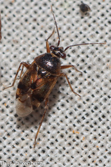 Deraeocoris