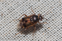 Deraeocoris