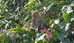 Macaca leonina