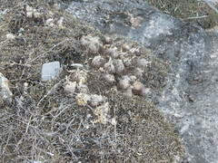 Selaginella lepidophylla