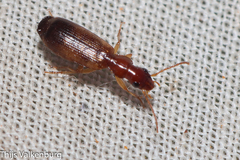 Paradromius