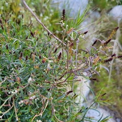 Stillingia linearifolia