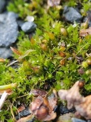 Tortula protobryoides