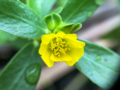 Portulaca oleracea