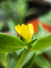Portulaca oleracea